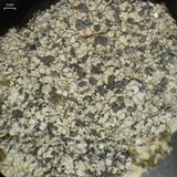 Muellerella erratica image