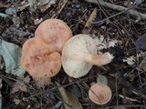Lactarius vinaceorufescens image