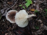 Lactarius mucidus image