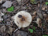 Lactarius mucidus image
