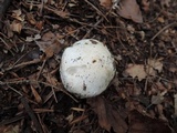 Tricholoma subresplendens image