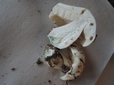Tricholoma subresplendens image