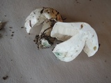 Tricholoma subresplendens image