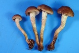 Pholiota angustipes image