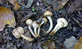 Pholiota angustipes image
