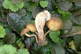 Pholiota angustipes image