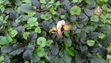 Pholiota angustipes image