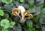 Pholiota angustipes image