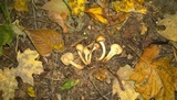 Hypomyces succineus image