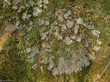 Peltigera degenii image