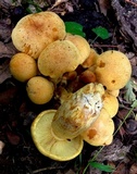 Gymnopilus validipes image