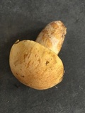 Gymnopilus validipes image