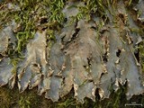 Peltigera degenii image