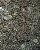Psora pacifica image