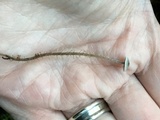 Dendrocollybia racemosa image