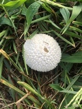 Lycoperdon curtisii image