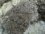 Psora pacifica image