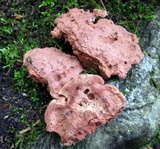 Hapalopilus rutilans image