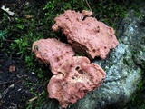 Hapalopilus nidulans image