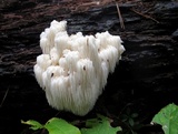 Hericium americanum image