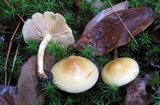 Pholiota spumosa image