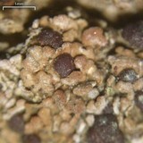 Psora pacifica image