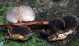 Hohenbuehelia atrocaerulea image