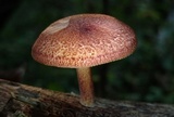 Tricholomopsis rutilans image