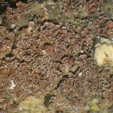 Psora pacifica image