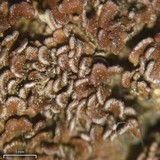 Psora pacifica image