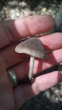 Pluteus longistriatus image