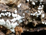 Stemonitis splendens image