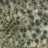 Image of Rinodina archaea