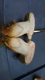 Boletus pallidus image