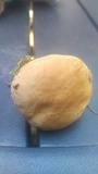 Boletus pallidus image
