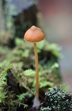 Entoloma quadratum image