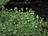 Cladonia fimbriata image