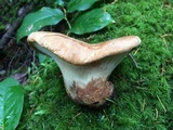 Tapinella atrotomentosa image