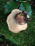 Tapinella atrotomentosa image