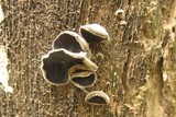 Auricularia nigricans image