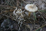 Clavulina coralloides image