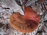 Ganoderma polychromum image