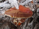 Ganoderma polychromum image