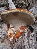 Ganoderma polychromum image