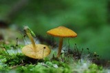 Pluteus chrysophaeus image
