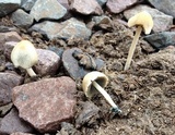 Panaeolus cyanescens image