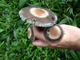 Panaeolus cinctulus image