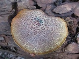 Gymnopilus purpureosquamulosus image