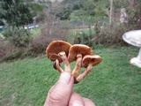Gymnopilus purpureosquamulosus image