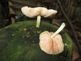 Pluteus cyanopus image